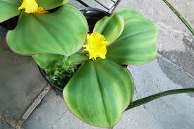 Image result for Stoebe vulgaris