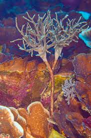 Image result for Scleria xerophila