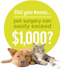 See the top 10 ranked pet insurance in 2021 & make an informed purchase. Pet Insurance That Pays Your Vet Direct From Pets Best