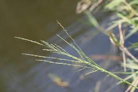 Image result for Leptochloa fusca