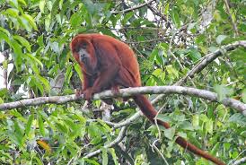 Amazon River Animals Amazon Rainforest Wildlife Amazon Jungle Wildlife