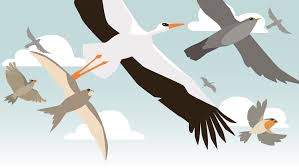 Warum ziehen bestimmte vögel im winter in den süden? Zugvogel Die Wichtigsten Fragen Und Antworten Zum Vogelzug