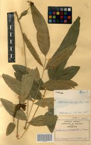 Image result for Asplenium emarginatum