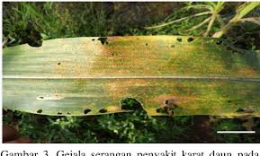 Bangun daun pada daun terong merupakan bangun bulat telur, ujung daun batang jagung (zea mays) ini termasuk batang monokotil dan mempunyai berkas pembuluh tipe kolateral tertutup dan berkas pengangkutnya terletak tersebar.kekhususan yang utama. Pdf Peningkatan Hasil Dan Penekanan Kejadian Penyakit Pada Jagung Manis Zea Mays Var Bonanza Dengan Pemanfaatan Biostimulan Berbahan Kitosan Semantic Scholar