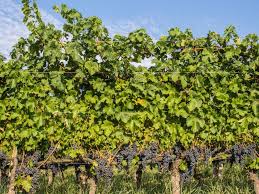 In the wine world, piemonte is best known for the twin titans of barolo and barbaresco, along with other popular red wines made from barbera and dolcetto, the white gavi, and sparkling asti. 10 Reasons To Visit The Langhe Wine Region In Piemonte Italy