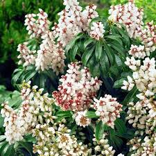 Image result for Pieris japonský bonfire obrázek