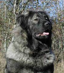 Pin On Dogs