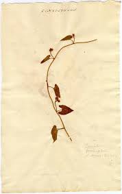 Image result for Convolvulus farinosus