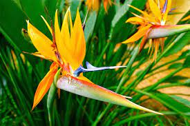 Image Result For Bird Of Paradise Flower In Nature Bali Birds Of Paradise Flower Birds Of Paradise Banana Leaf