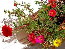 We did not find results for: Portulaca Grandiflora Moss Rose World Of Succulents Annual Plants Portulaca Grandiflora Portulaca Flowers