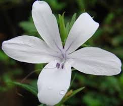 Image result for Barleria tanzaniana
