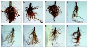 Image result for Corchorus kirkii