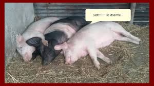Somonul pe patru picioare sau ulei de masline Informatii Despre Rasa De Porci Mangalita Youtube