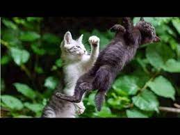 Funny Cat Reaction When You Hear The Sound Of Cats Fighting Funny Cat Funny Animals Funny Cats Cats
