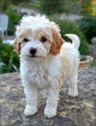 Loveable Labradoodles Mini Australian Labradoodles Labrador Retriever Lab X Poodle Puppy Dogs Labradoodle Cute Animals Labradoodle Puppy