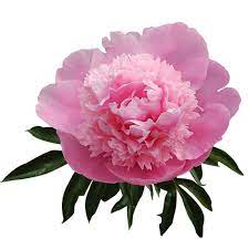 Check spelling or type a new query. Pink Peony Flowers Online Sale Globalrose