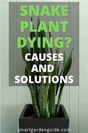 Pin On Snake Plant Care