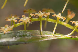 Image result for Tridactyle bicaudata
