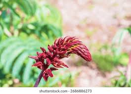 Image result for Melianthaceae