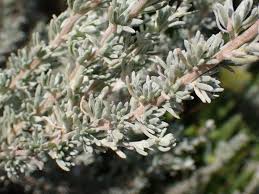 Image result for Eriocephalus racemosus