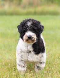 Black And White Sheepadoodle For Sale Our Current Litters Poodles 2 Doodles An Iowa Goldendoodle Breeder In 2020 Sheepadoodle Puppy Sheepadoodle Mini Goldendoodle Puppies