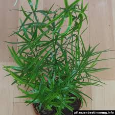 Image result for Asparagus falcatus