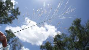 Image result for Sartidia angolensis