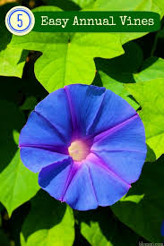 Passion flower vine is native to the south american rainforests where it clings to the trunks of trees using its tendrils. 5 Easy Annual Flowering Vines For Your Garden Mom Foodie