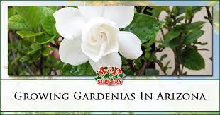 This arizona vegetable planting guide provides planting dates and crucial information for growing over 50 different vegetables in the low desert of arizona. Growing Gardenias In Arizona Mesa Queen Creek Gilbert Az