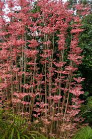 Image result for Toona