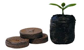 Ready to buy seeds that will grow well in rockwool? How Do You Germinate Cannabis Seeds Spliffseeds