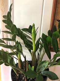 They will have a great time in warm conditions that are also comfortable for humans. Zz Plant Having A Growth Spurt Plants