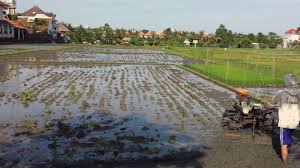 Find 52,119 available offers from 27 partners. 47 Fakten Uber Bali Die Du Kennen Solltest