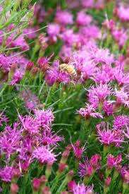 Image result for Vernonia rosenii