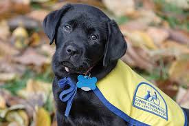 If you're wondering how to get a service dog from 4 paws for ability, be sure to ask about their fundraising options! What It Takes To Raise Puppies For Service Dog Organizations