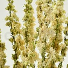 Check spelling or type a new query. Dried Flowers Of Holland Secondflor Meamea Sarl