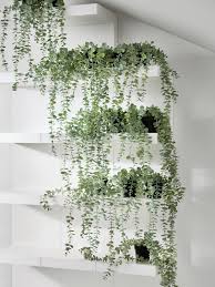 Maybe you would like to learn more about one of these? Indoor Plants Flowers Ikea