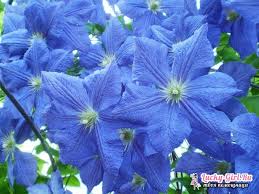 La spada fatata di artù; Piccole Piante Con Foglie Blu Elenco Dei Colori Blu Con Titoli E Foto Campo Giardino E Coperto