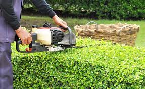 Shear the interior and other obvious problem areas first, then use a power trimmer to refine the shape. Hedge Cutting Prices 2021 Per Metre Per Hour Per Day Uk