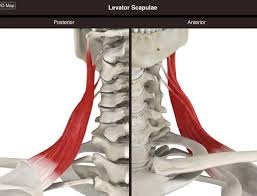 The Levator Scapula Elevates The Scapula Side Bends The Head Ipsilaterally If It Is Always Tight Therapeutic Touch Massage Massage Therapy Therapeutic Touch