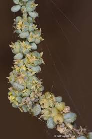 Image result for Suaeda monoica