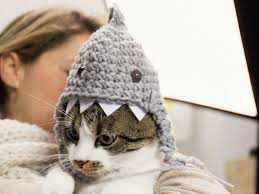 Bei medpets finden sie alles für ihre. Kits Anleitungen Zum Hakeln Etsy De Katzen Hakeln Mutze Hakeln Anleitung Babydecke Hakeln