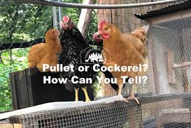 Pullet Or Cockerel How To Know Timber Creek Farm