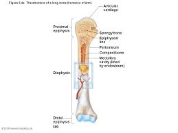 Gross anatomy of the typical long bone 4. 2013 Pearson Education Inc Classification Of Bones 206 Named Bones In Skeleton Divided Into Two Groups Axial Skeleton Long Axis Of Body Skull Vertebral Ppt Download
