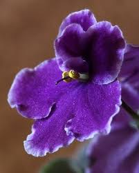 Mary Mize Obituary and Online Memorial (2024)