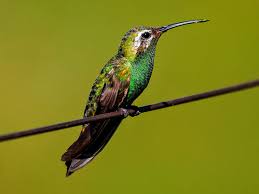 Bird With White Stripes On Wings And Tail White Tailed Goldenthroat Polytmus Guainumbi By Jairmoreirafotografia White Tail Bird White