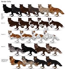 Border Collie Dog Obsessed Dog Art Dog Drawing