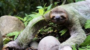 Sloth Sloths Slothlove Slothlife Slothsofinstagram Slothlover Slothday Slothy Slothselfie Slothnation Slothbear Sloth Sloth Sloth Life Sloth Lovers