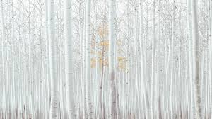 In this earth collection we have 20 wallpapers. Wallpaper White Trees Forest 4k Nature 16745