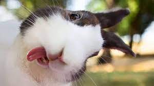 Where can you buy bunnies? Funny Rabbit Cute And Funny Bunny Doing Funny Things Youtube